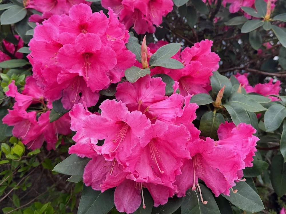 Rhododendron 'Dexter's Giant Red' (Dexter's Giant Red Rhododendron